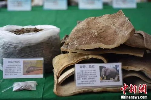 大單告破！廣西警方繳獲近三千萬元野生動物制品，守護生物多樣性刻不容緩